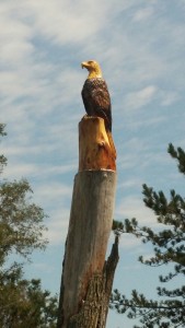 Nature Trail Eagle